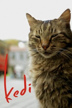 Kedi izle (2017)